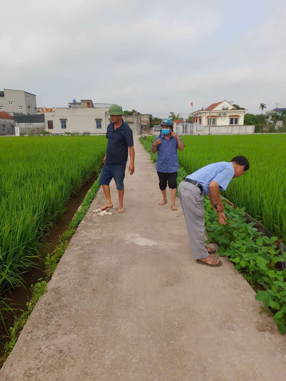 Đi thăm đồng dọc bờ mương HTX Nghĩa Thái