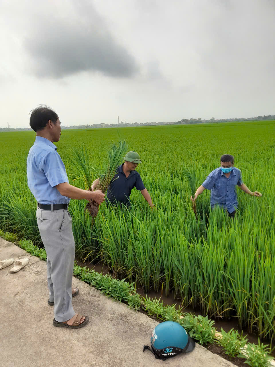 Bà con nhổ bụi lúa cho HTX kiểm tra rễ