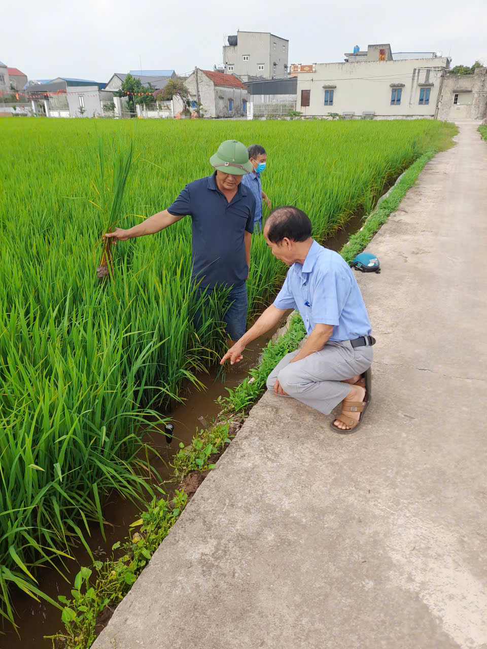 Kỹ sư quan sát mương nước và gốc lúa